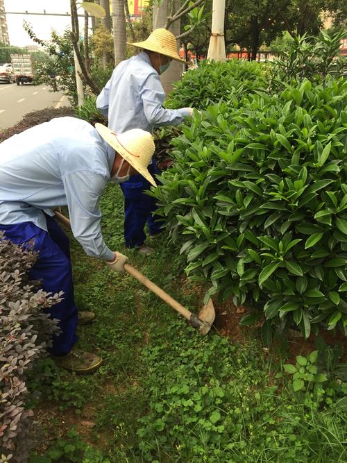 深圳市翔虹蟲害防治服務(wù)松崗a包加強(qiáng)滅鼠